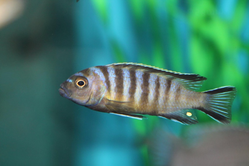 Maylandia melissa 'Chirwa Island'